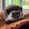 Badger.thehog