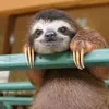 happy_sloth_