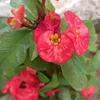kareem_adnan
