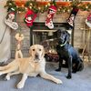 sadie_and_bud