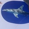 mavricktheshark