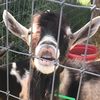 godandgoats