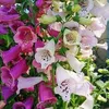 rosalicasetta