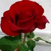 .nena1234