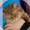 iittlestar_