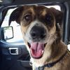 rockettherescue
