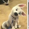 addi_loves_dogs_