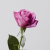 flowergirl__16