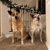 Oliver&Sydney