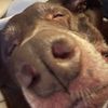 liam_h11iv
