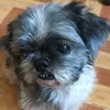 _chelsea_georgie