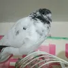 aslamtomato1