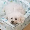 tapioka.o.b
