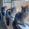 the3floofketeers