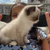 joliebananie
