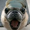 b0lller