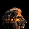 mohmed58845