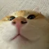 achungs123