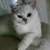 kashamasha09