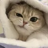 manhmanhdzdz