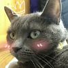the_cuddle_cat