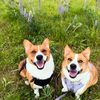 pnw_corgi_momma_x2