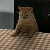 kittycatthechonk