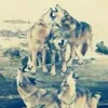 derwolf0