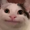 thereal_beluga