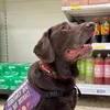 assistancedogalfie
