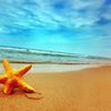 sea.star22