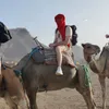 donnezmoianimalcr