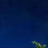 tomato12574
