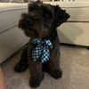 woodytheschnauzer