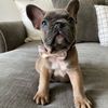 ace.of.frenchies