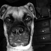 banksthedog703