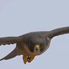whiteeagle1956