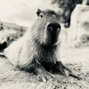 antspantspistachio