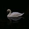 swan_8406