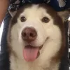 mrzyrn