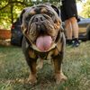 bodie.the.bulldog
