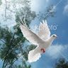 wisebird46
