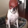dawgbruh8