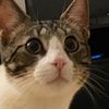 frank.the.catt__