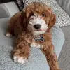 hudthedoodle