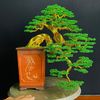 Quang Định bonsai
