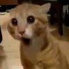sanguinerose11