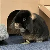 furball1995
