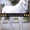mahdiberoual