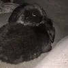 midnighttheminilop